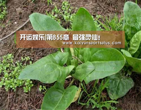 开运娱乐|第855章 最强灵仙!(图4) 开运登录